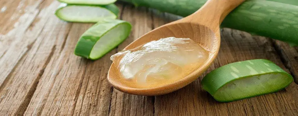 Ubat Jeragat: Panduan Lengkap untuk Mengatasi Masalah Jeragat pada Kulit 8 aloe vera