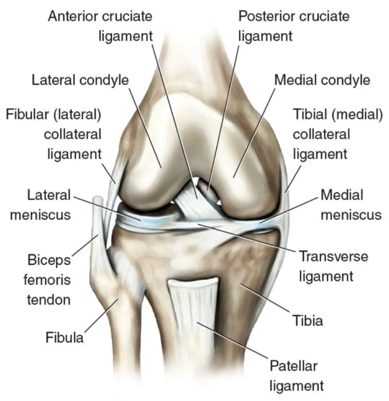 Sebab Sakit Lutut: Panduan Lengkap Untuk Memahami dan Menangani Masalah Lutut 1 anatomy of the knee