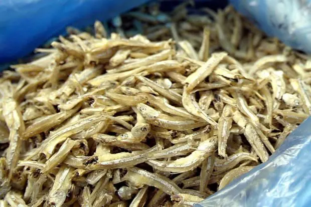 Makanan untuk Penghidap Gout: Panduan Lengkap untuk Mengurangkan Asid Urik 2 anchovies