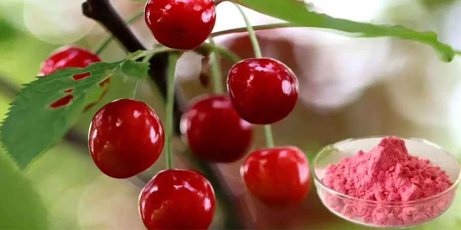 Rawatan Gout: Panduan Komprehensif Untuk Mengatasi Kesakitan dan Mencegah Komplikasi 11 cherry