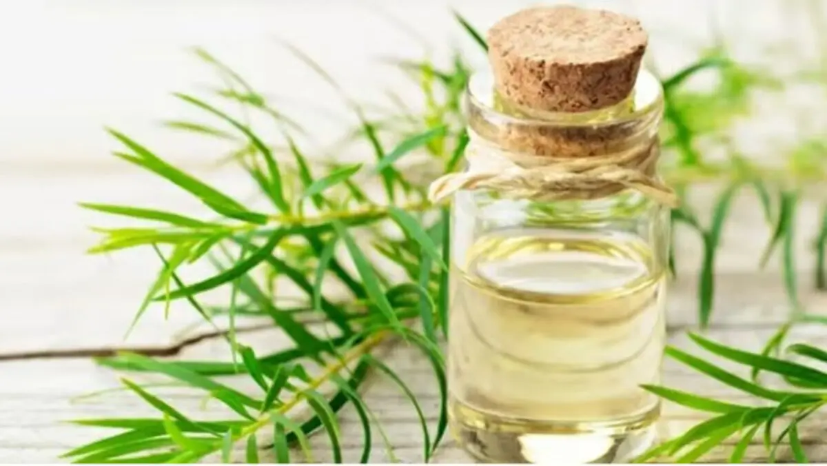 Panduan Lengkap Mengenai Ubat Eczema: Rawatan, Pencegahan dan Penjagaan 5 tea tree oil